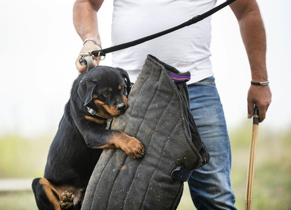 What is the significance of the Euro NCAP rating for vehicle safety?